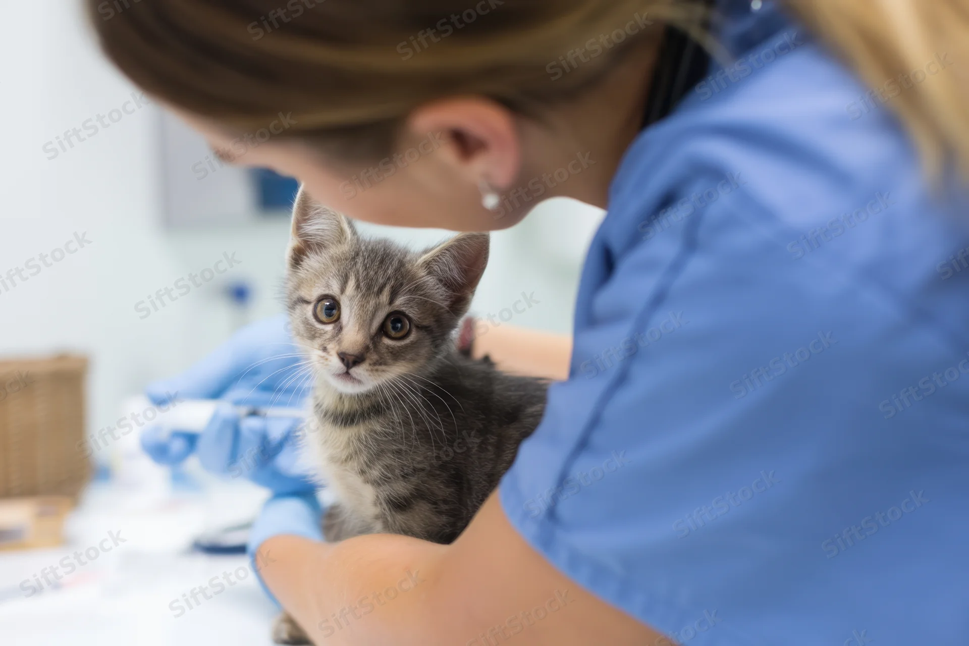 Veterinarian administering vaccine to a gray tabby kitten in a clinic examination room