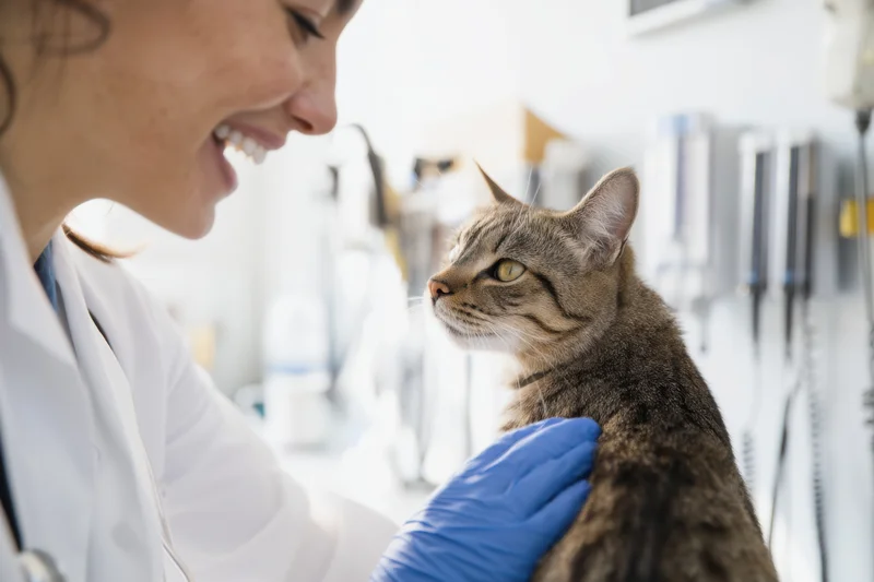 Veterinarian smiling while examining a tabby cat in a clinic