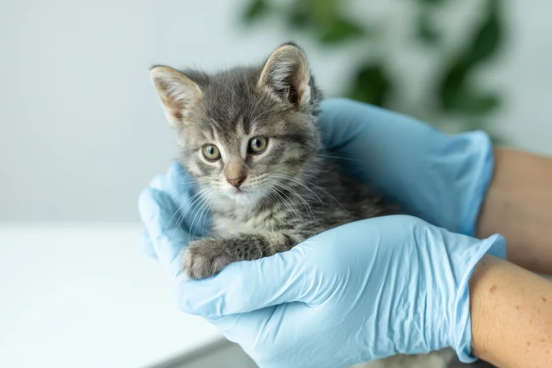 Veterinarian’s gloved hands holding a small gray tabby kitten during examination