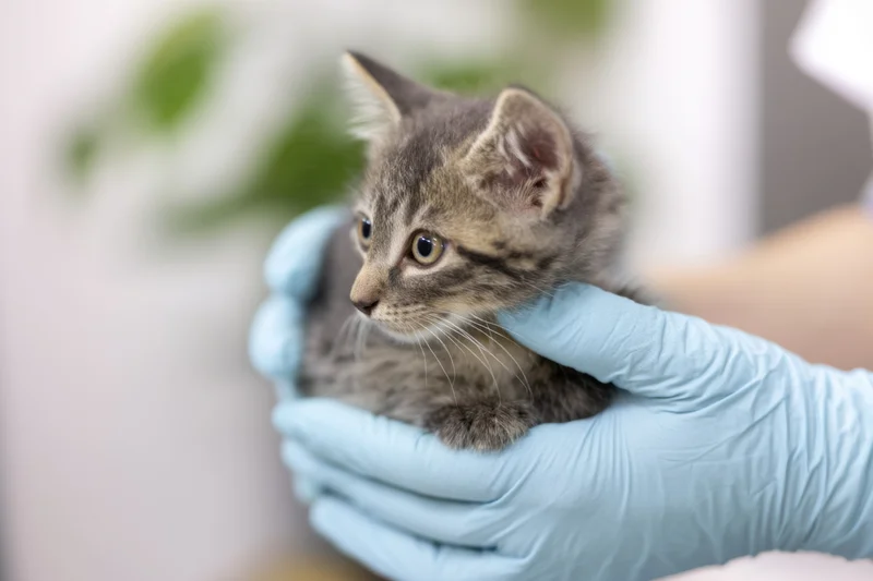 Veterinarian's gloved hands holding a small gray tabby kitten during a medical examination