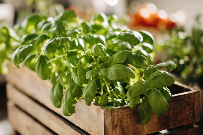 Vibrant basil plant growing in a wooden crate with lush green leaves and soft background blur