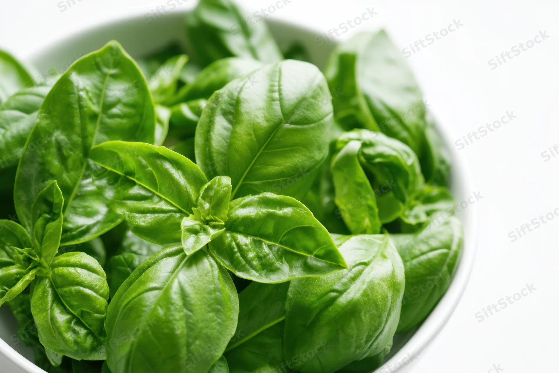Fresh basil leaves in a white bowl, close-up view with copyspace on the right