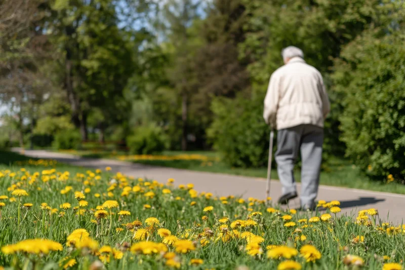 Senior man walking with cane on paved path in park surrounded by yellow dandelions and green grass