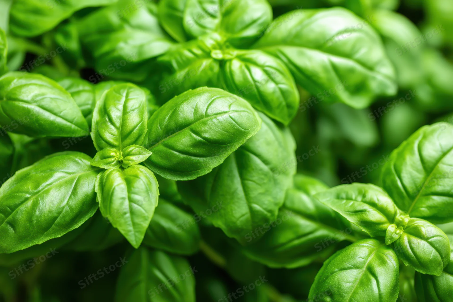 Close-up of fresh basil leaves showing vibrant green coloration in a garden setting