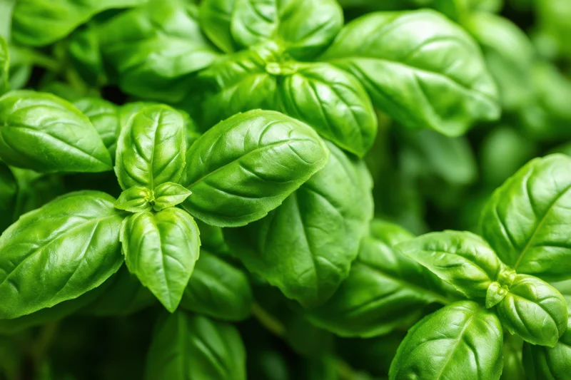 Close-up of fresh basil leaves showing vibrant green coloration in a garden setting