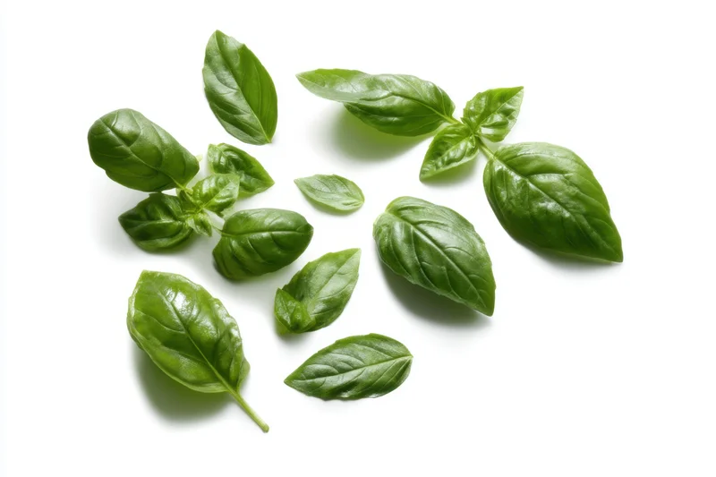 Fresh basil leaves arranged artistically on a clean white background