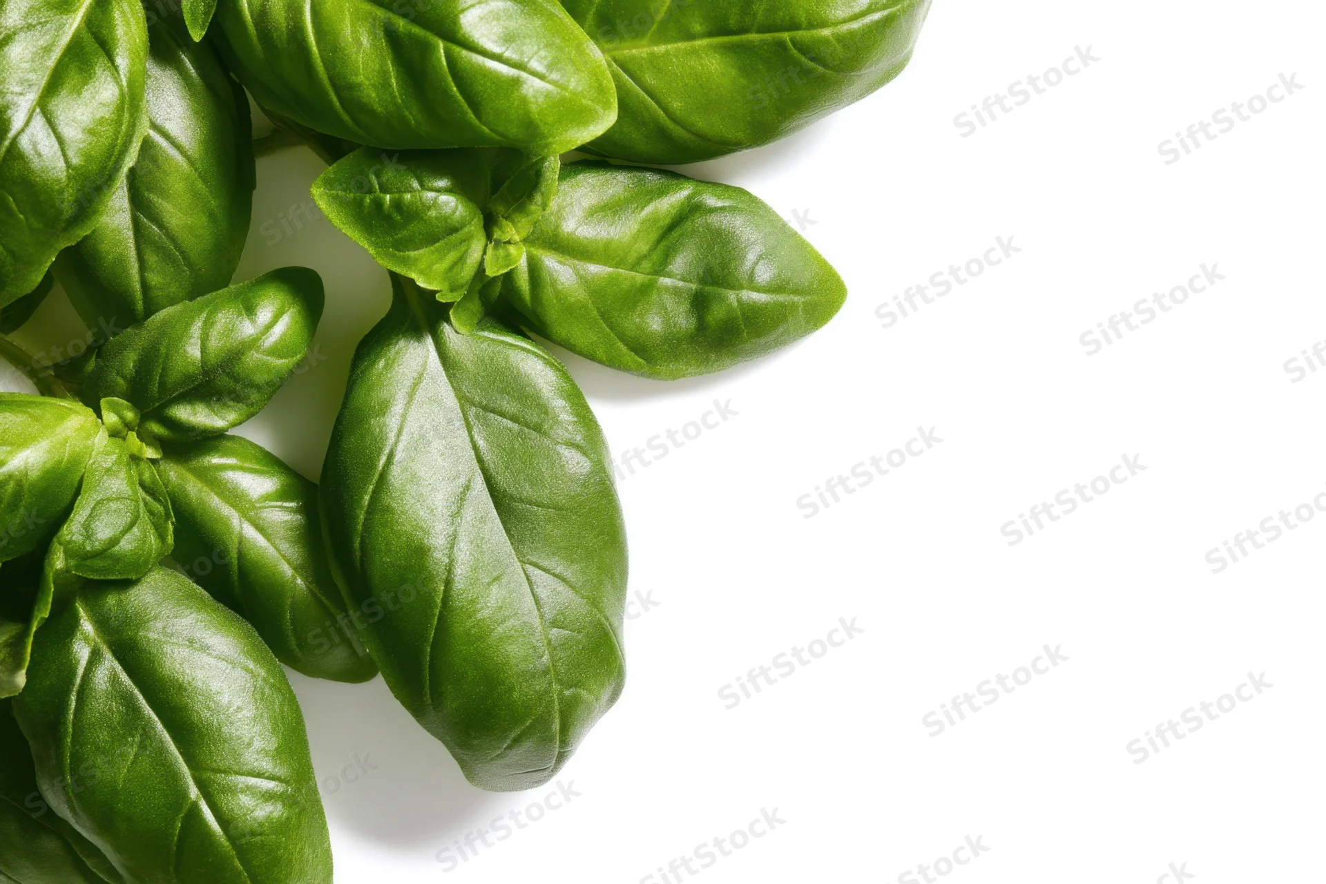 Fresh basil leaves arranged in a cluster on a white background with copyspace