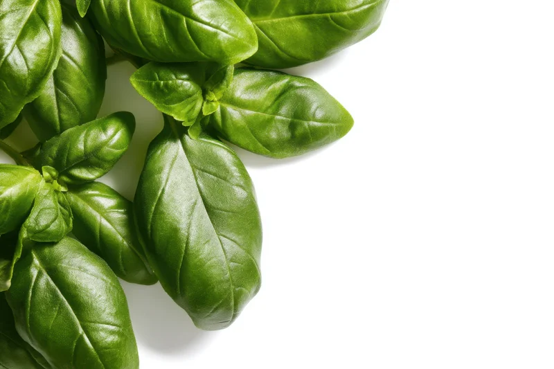 Fresh basil leaves arranged in a cluster on a white background with copyspace