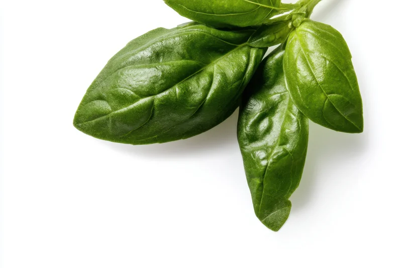 Fresh basil leaves arranged on white background with copyspace