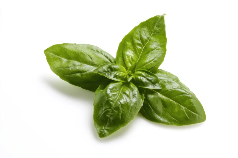 Fresh basil leaves arranged in a star shape on white background