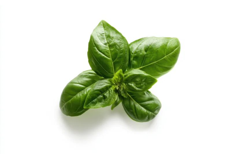 Fresh basil leaves arranged in a star shape on white background