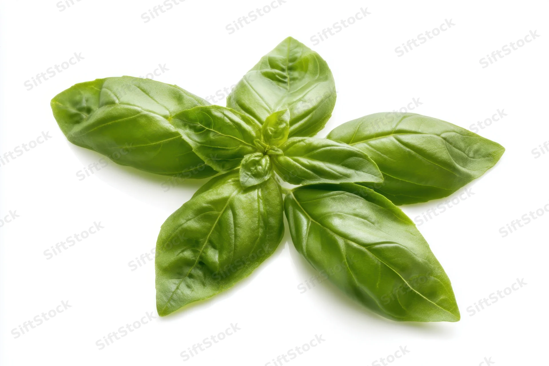 Fresh basil leaves arranged in a star shape on white background