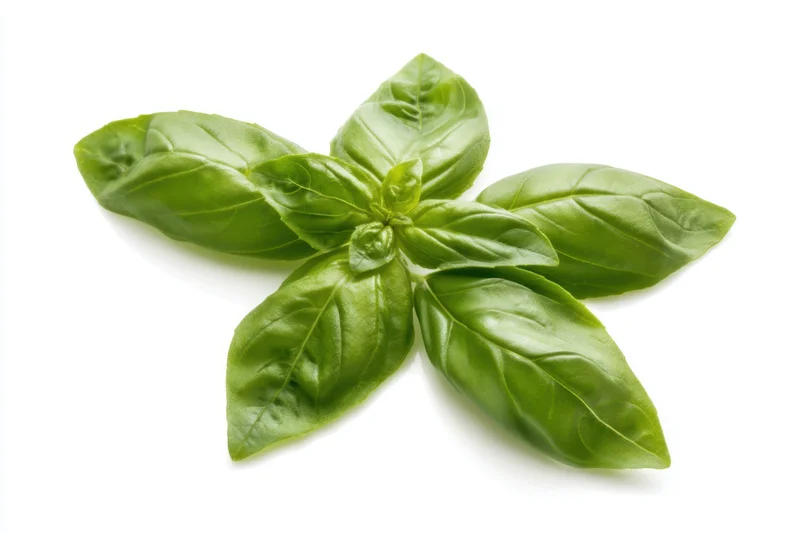 Fresh basil leaves arranged in a star shape on white background