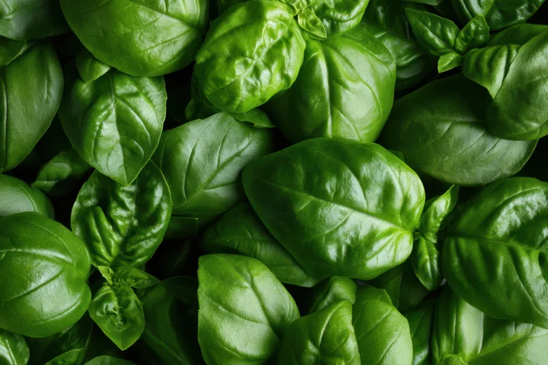 Fresh basil leaves densely arranged in a close-up view