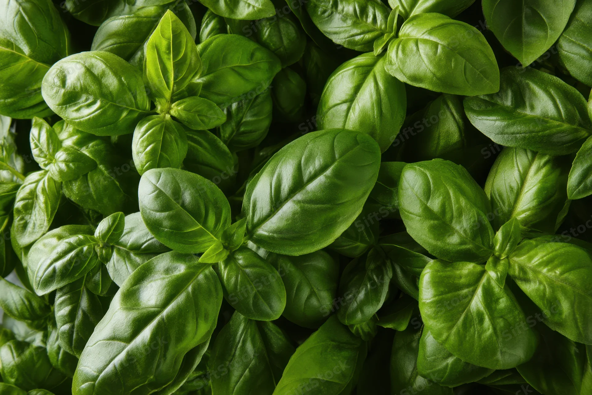 Fresh basil leaves densely packed in a close-up view showing their vibrant green color and glossy texture