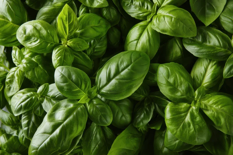 Fresh basil leaves densely packed in a close-up view showing their vibrant green color and glossy texture