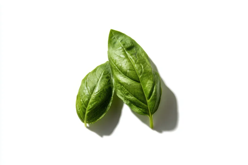 Two fresh basil leaves arranged on a white surface