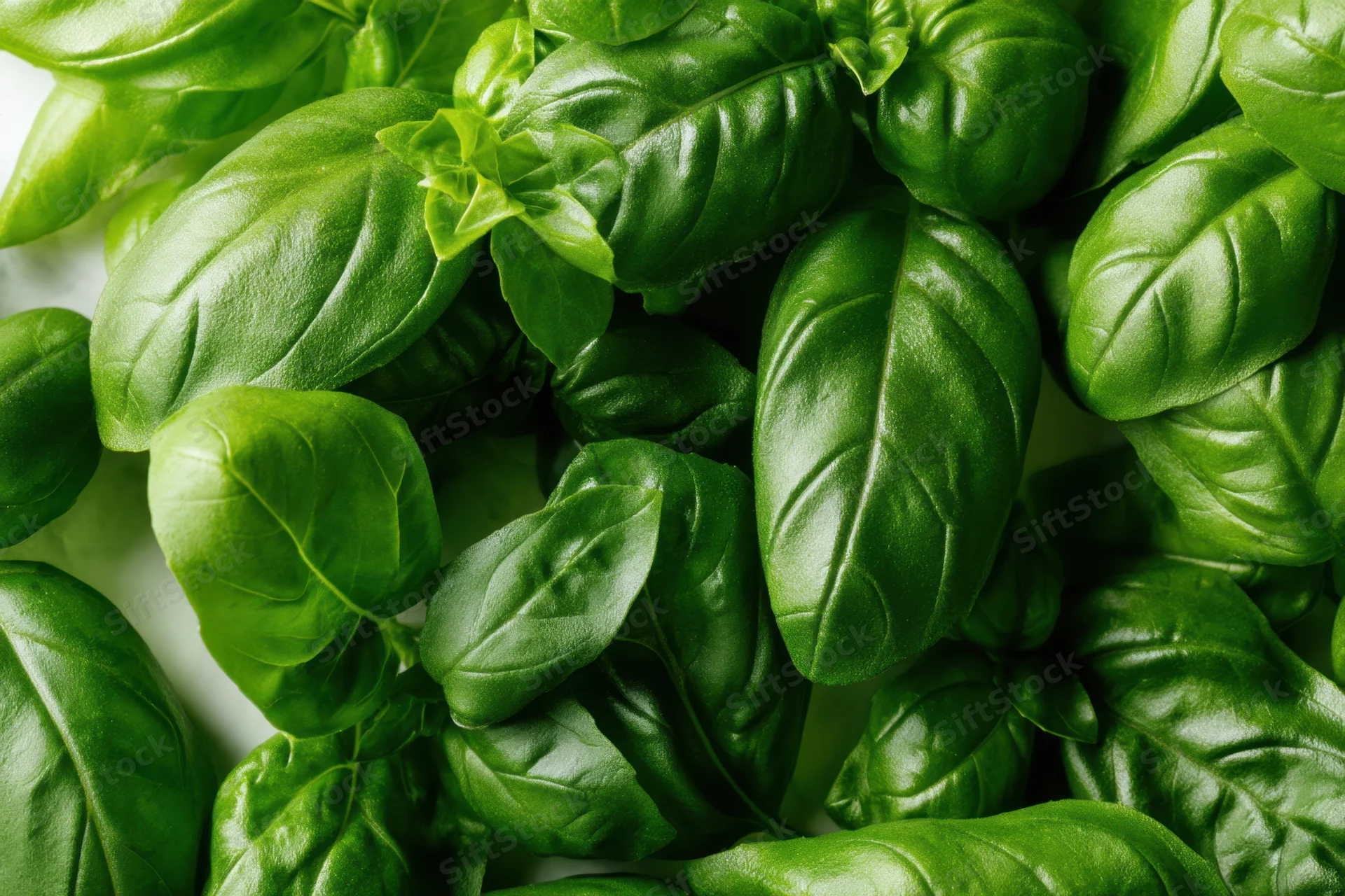 Vibrant basil leaves filling the frame showcasing their glossy green texture