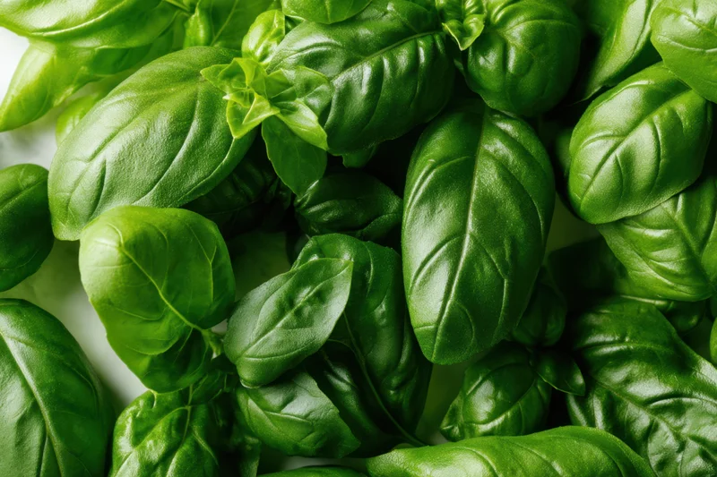 Vibrant basil leaves filling the frame showcasing their glossy green texture