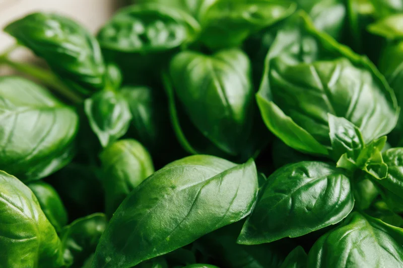 Vibrant basil leaves filling the frame in a close-up view showcasing their glossy green texture