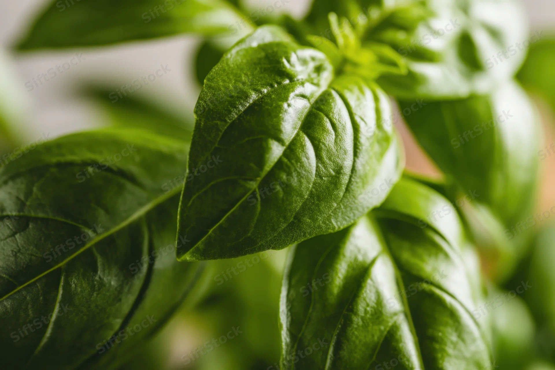 Closeup of vibrant green basil leaves showcasing their rich texture and glossy surface
