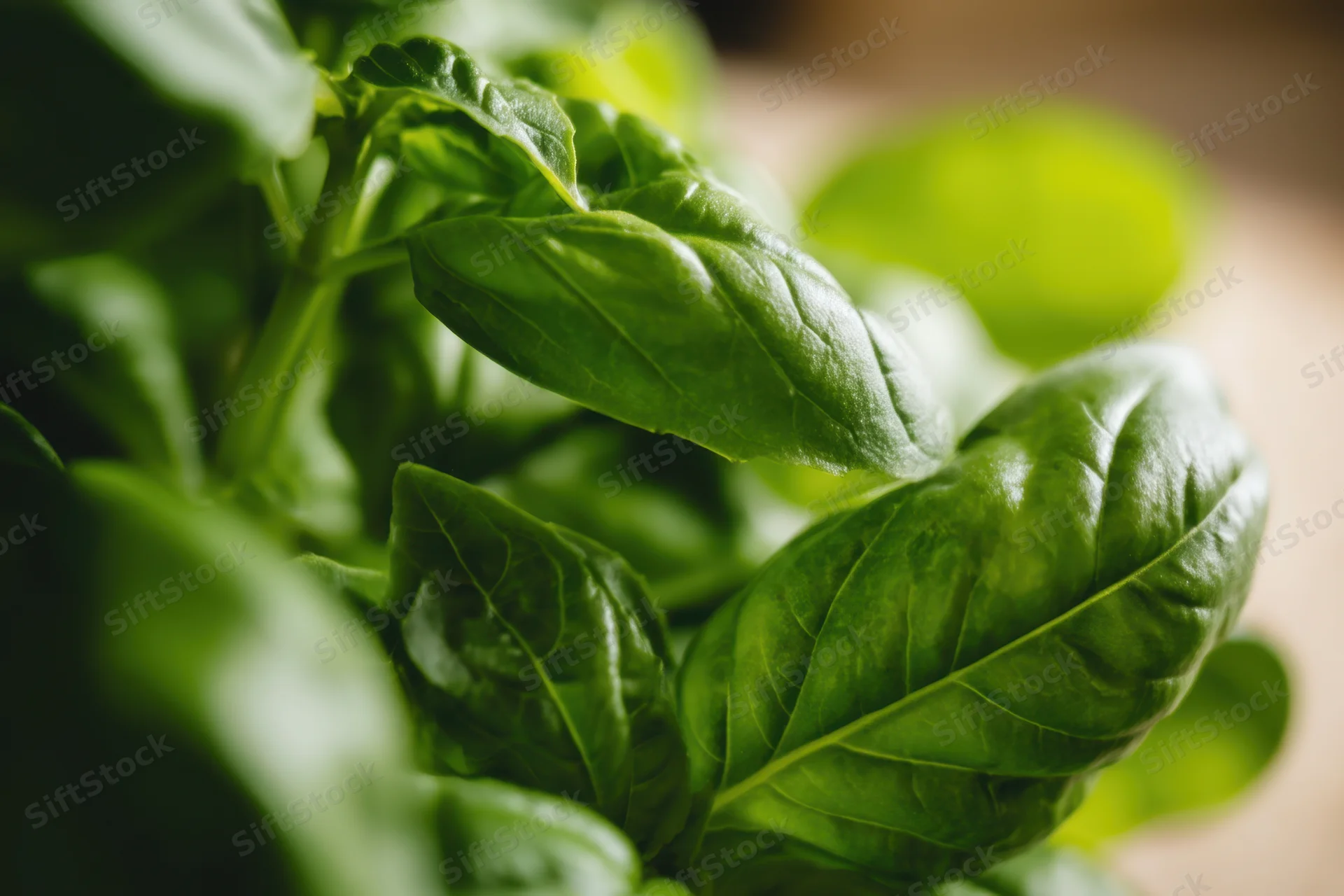 Closeup of fresh basil leaves showing their vibrant green texture and natural details