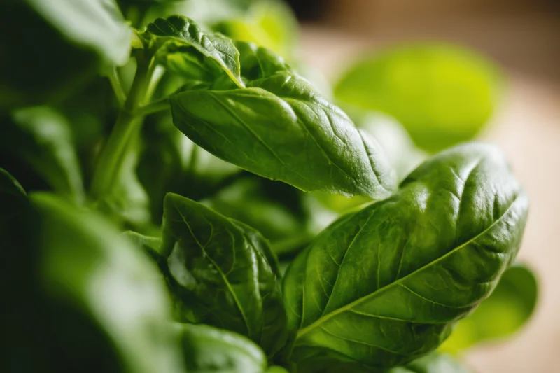 Closeup of fresh basil leaves showing their vibrant green texture and natural details