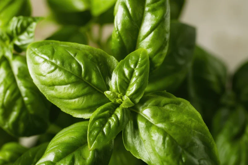 Closeup of fresh basil leaves showing their glossy texture and vibrant green color