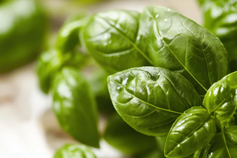 Closeup of fresh basil leaves with visible texture and moisture on a blurred background