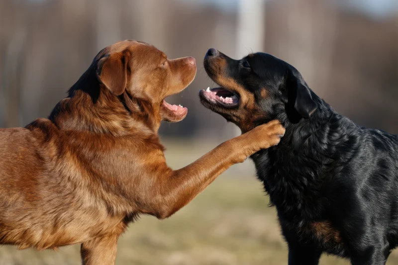 Two rottweilers playfully interacting outdoors in a grassy field