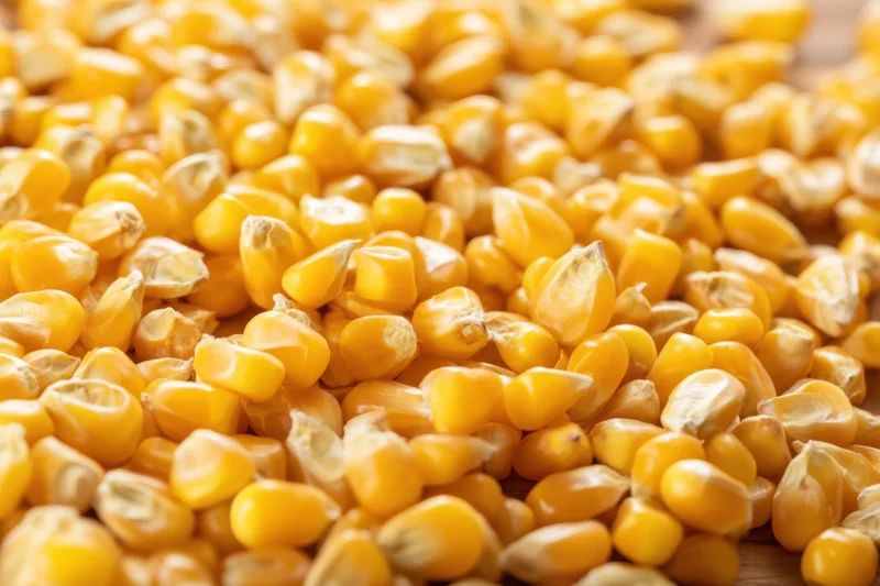 Closeup of golden corn kernels scattered on a wooden surface