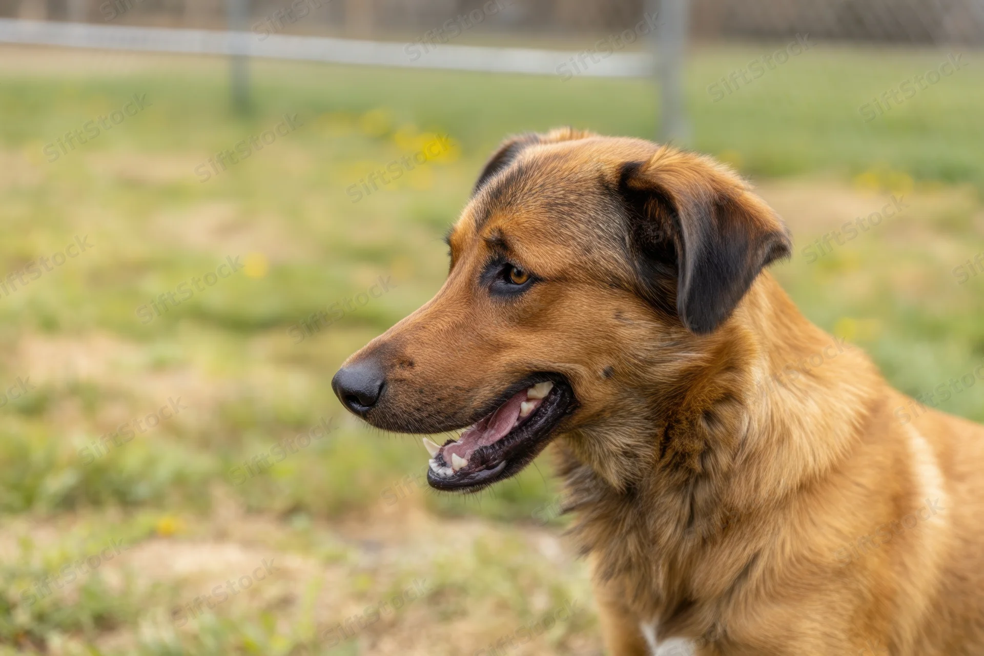 Dog with open mouth and alert expression in a grassy outdoor area