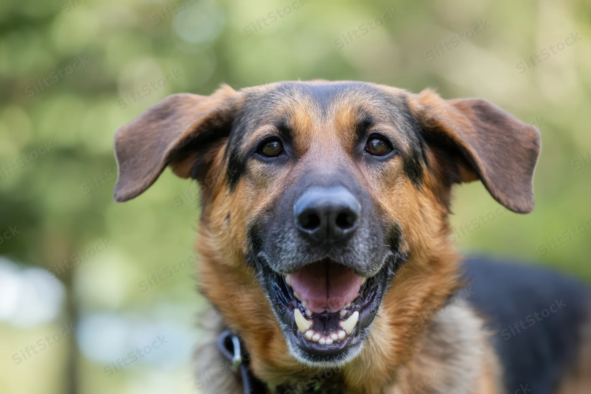 German shepherd dog with open mouth and visible teeth outdoors in green foliage