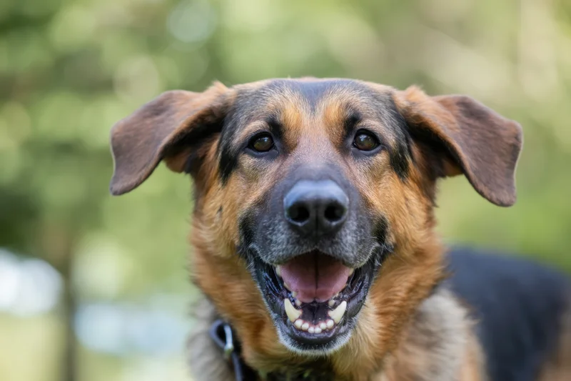 German shepherd dog with open mouth and visible teeth outdoors in green foliage