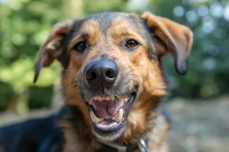 Closeup of a dog with bared teeth in a green outdoor setting