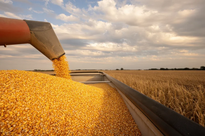 Grain auger pouring corn into a trailer in a harvested field