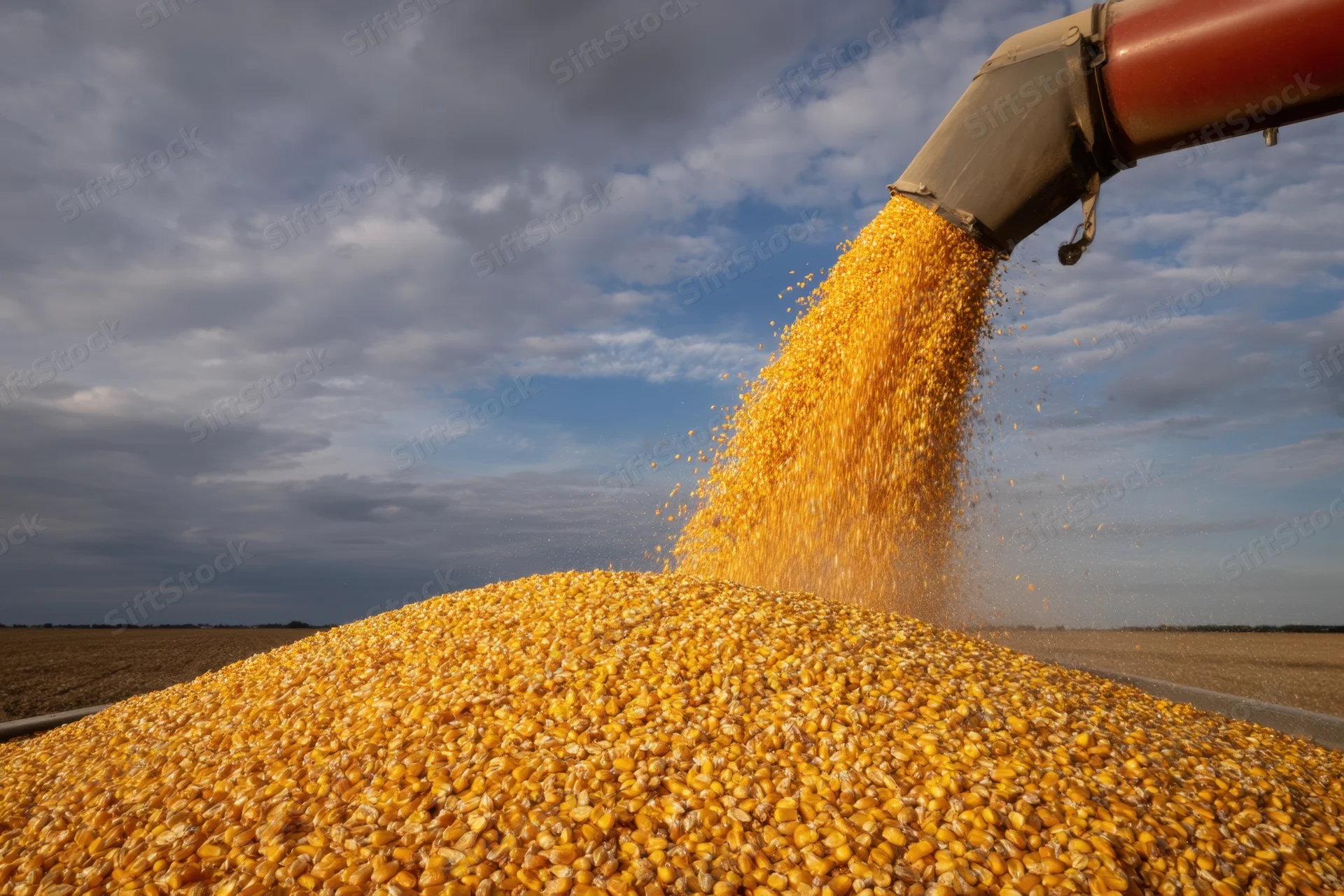 Grain auger pouring corn into a large pile in a farm field