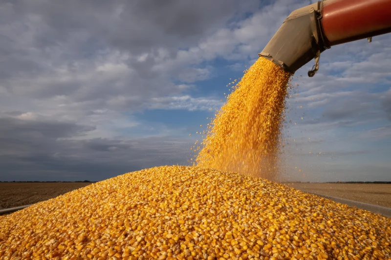 Grain auger pouring corn into a large pile in a farm field