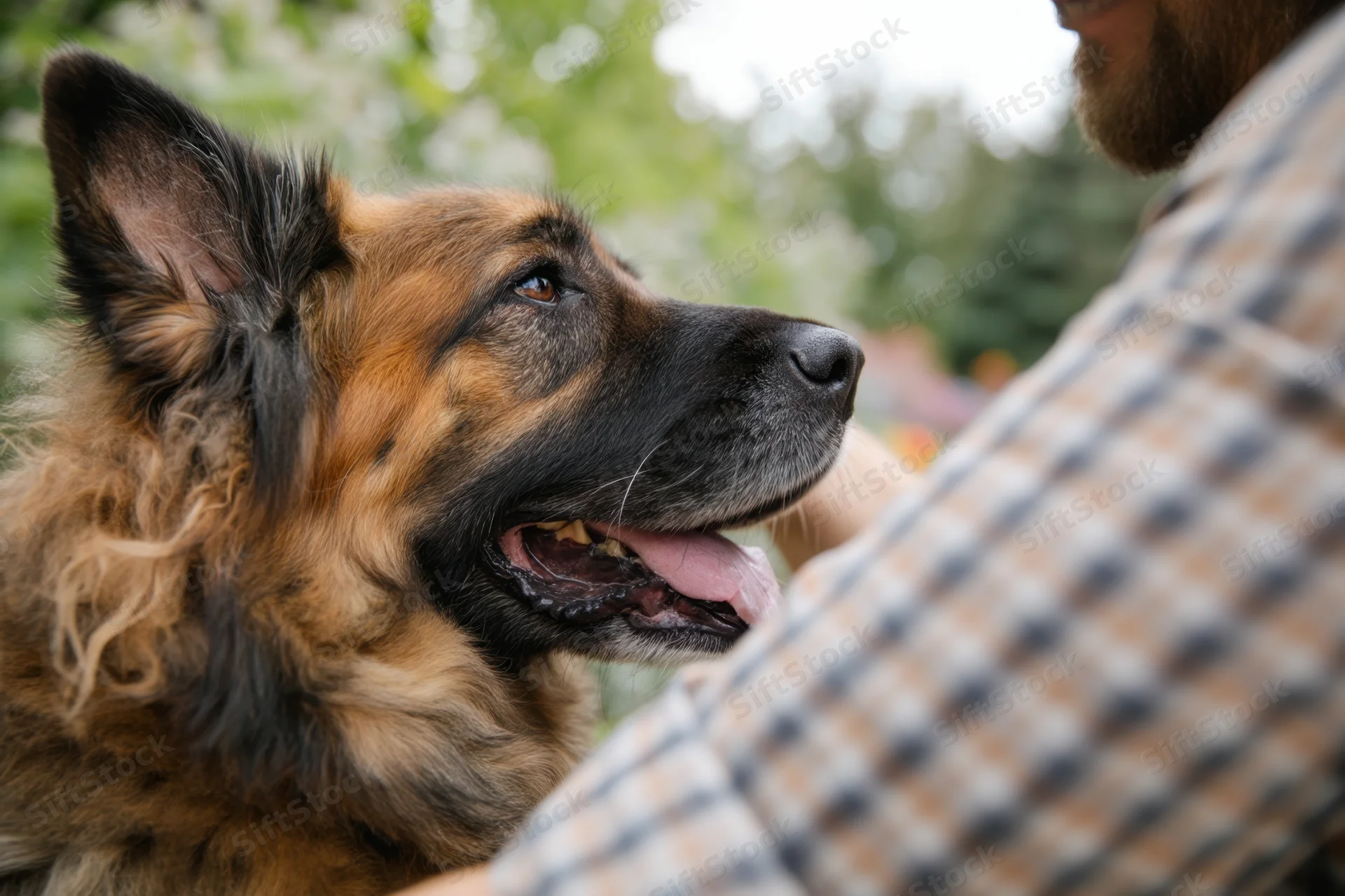 German shepherd dog panting and looking up at a man in a plaid shirt outdoors