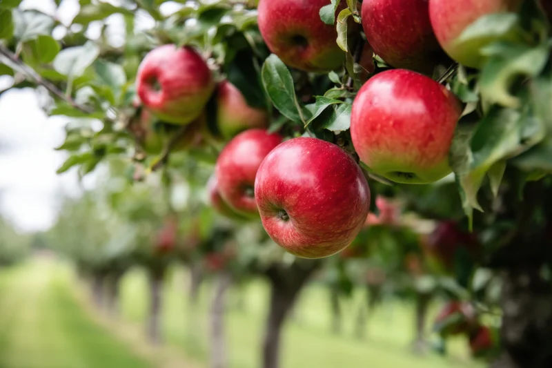 Red apples hanging from branches in an orchard during autumn harvest