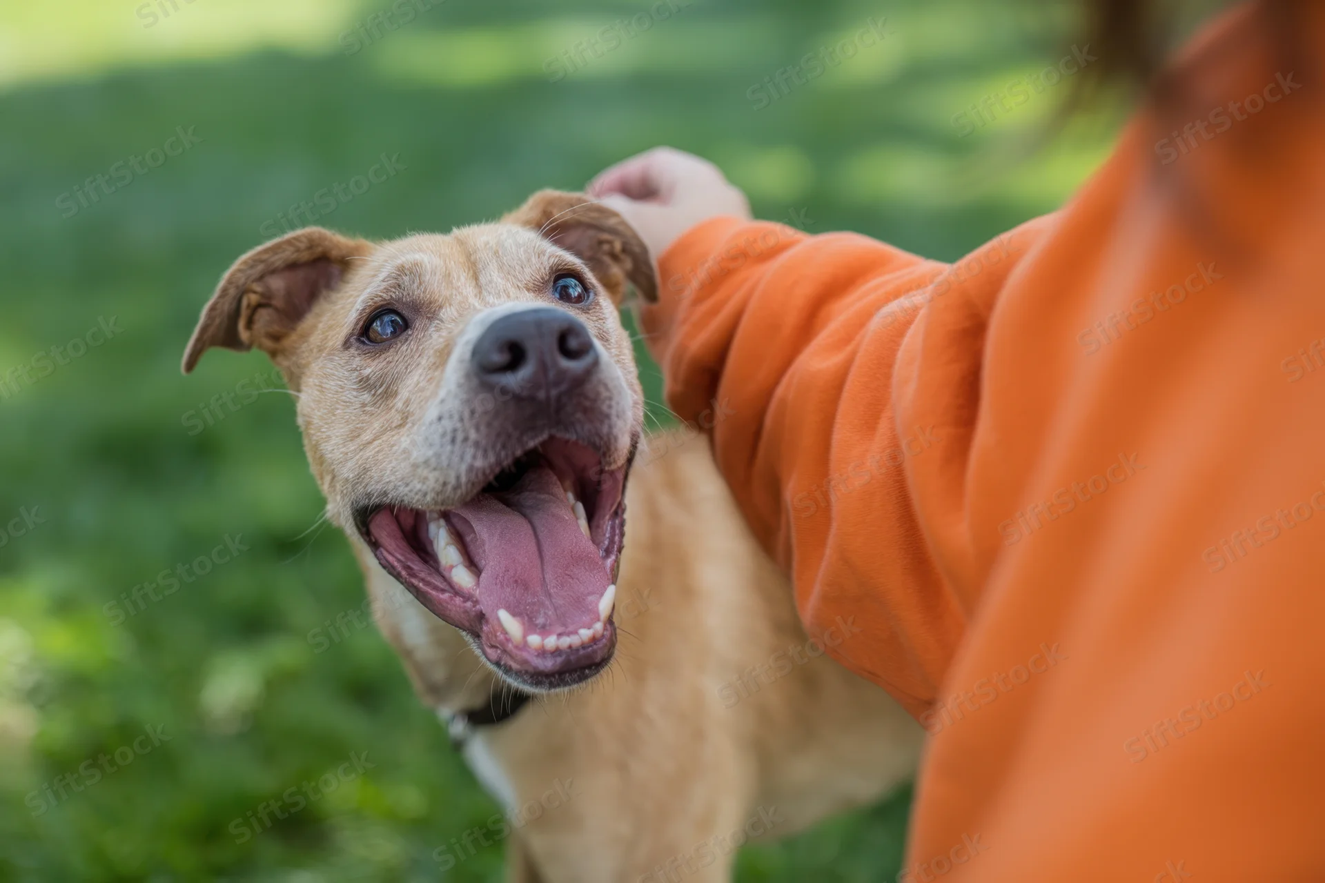 Playful dog with mouth wide open showing teeth being petted outdoors on grass