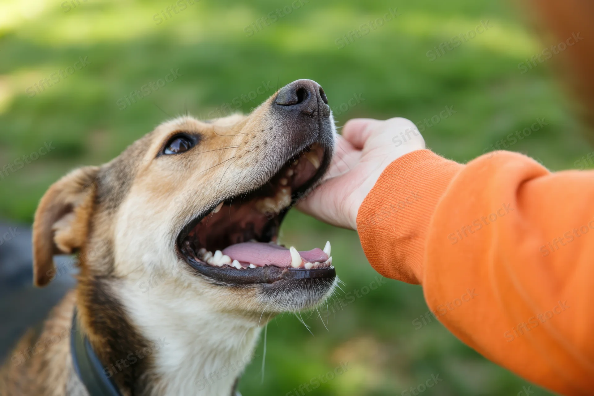 Playful dog with mouth wide open showing teeth being touched by a hand outdoors on grass
