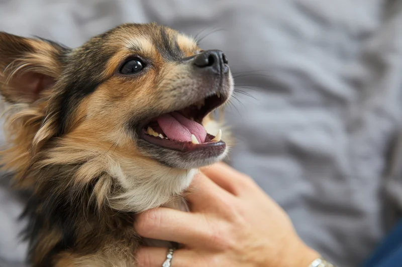 Small chihuahua with open mouth and bared teeth being held by a human hand