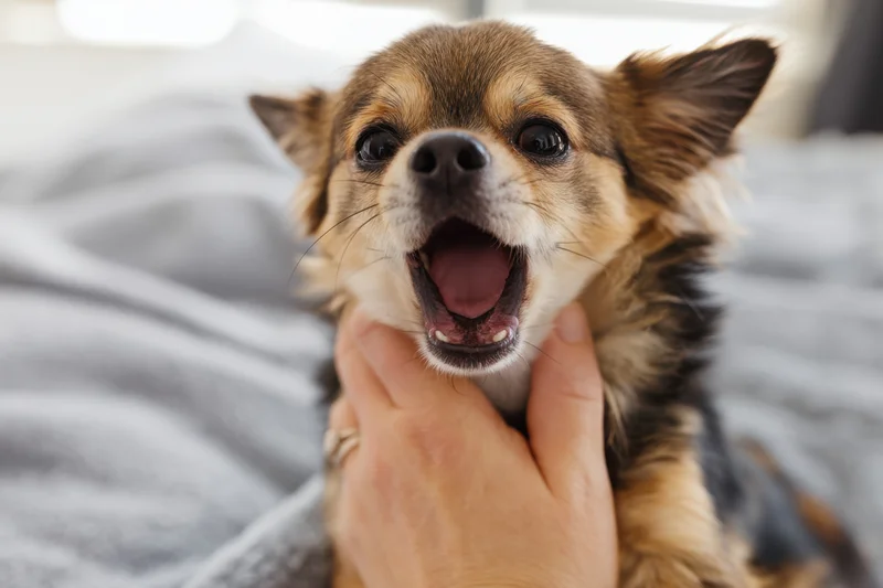 Small chihuahua dog with open mouth and bared teeth being held by a hand on a gray blanket