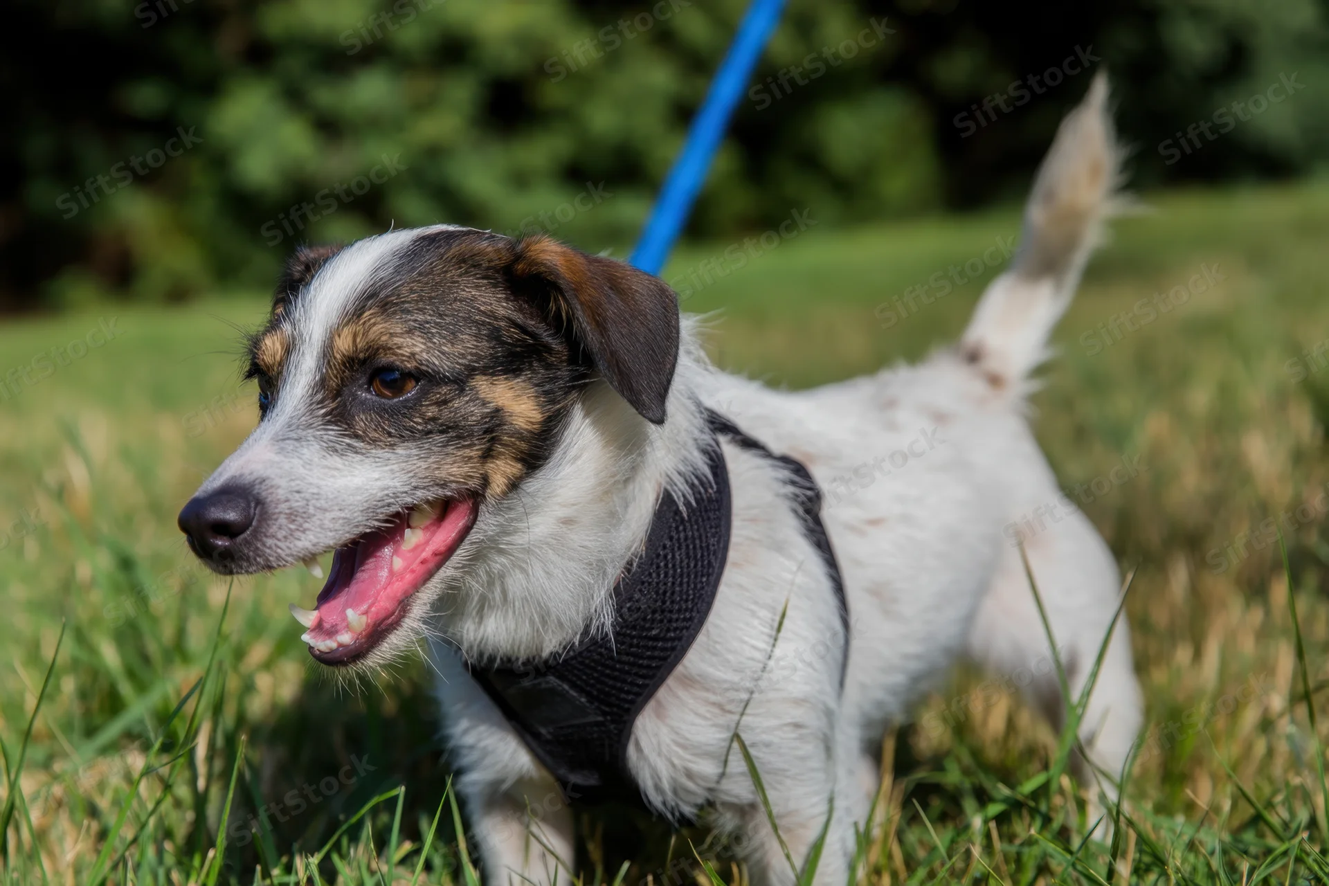 Small mixed-breed dog panting with open mouth while standing on grass on a leash in a park