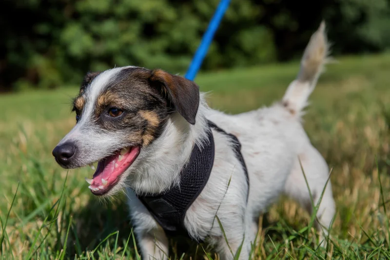 Small mixed-breed dog panting with open mouth while standing on grass on a leash in a park