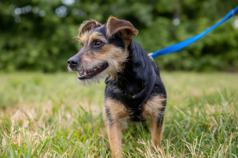 Small terrier dog growling with teeth bared on grassy field while on blue leash