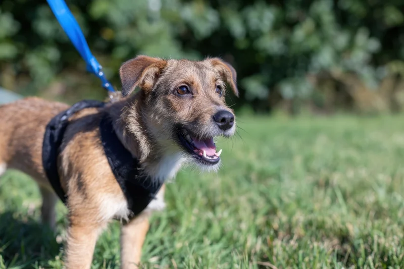 Small brown and white dog wearing black harness and blue leash standing on grass with mouth open in playful expression