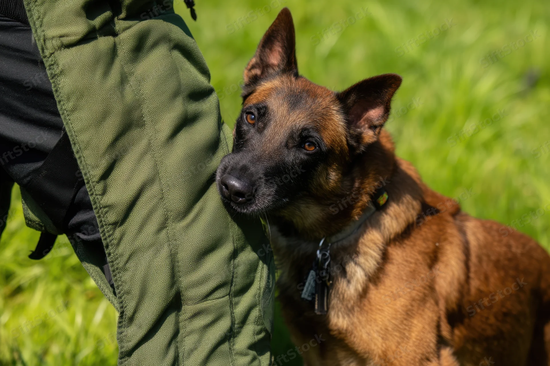 Belgian malinois dog alert beside handler in green uniform on grassy field during training
