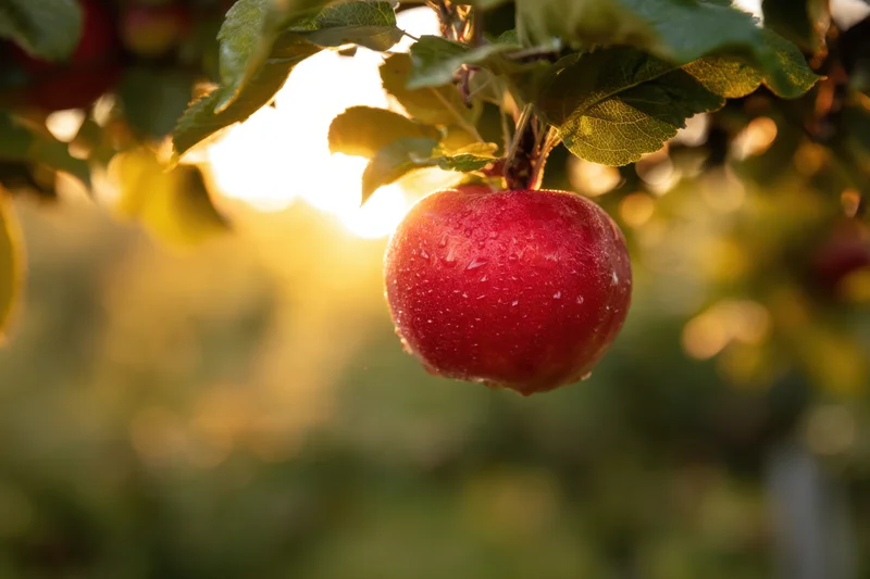 Red apple hanging from a leafy branch in an orchard at golden hour